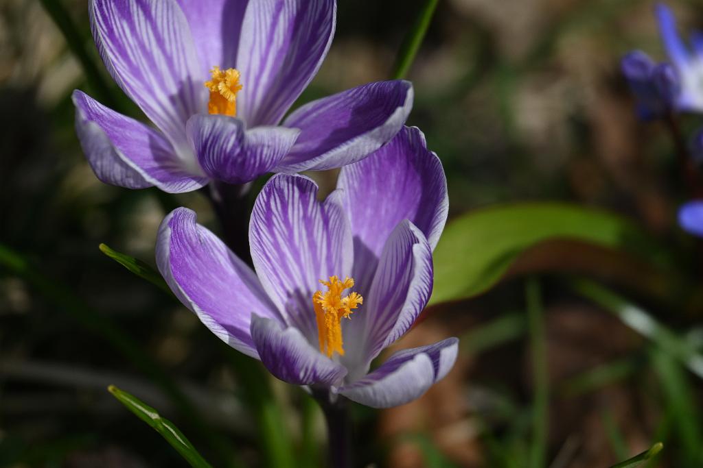 2025-04046220 Tower Hill Botanic Garden, MA.JPG - Crocus. New England Botanic Garden at Tower Hill, MA, 4-4-2025